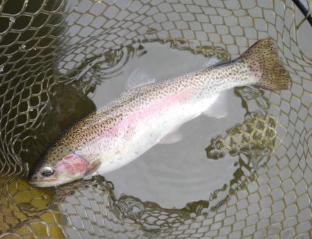 大安トラウトレイク釣果